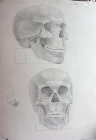 Рисунок - черепа